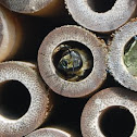 Leaf Cutter Bee