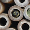 Leaf Cutter Bee