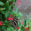 Zebra Longwing