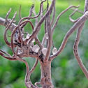 Fungi