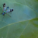 Long-legged Fly