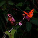 Frog & Butter Fly