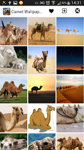 How to download Camel Wallpapers 2.0 unlimited apk for laptop