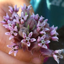Milkweed