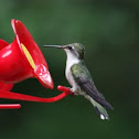 Ruby-Throated Hummingbird