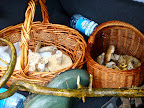 Boletes and chantrelles - near Belarussia border