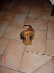 Patient dachshund - one of 8!