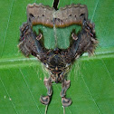 Noctuid Moth
