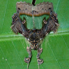 Noctuid Moth