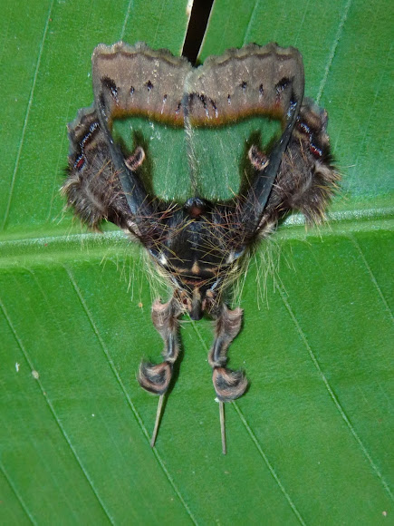 Spotting Image 1