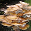 Toadstool
