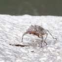 Bug moult