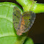 Planthopper