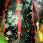 lichen