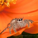 Jumping Spider