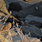 Burrowing Owl