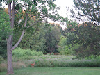 Deer in the 'city'??? Never seen before.