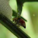 Spittlebug