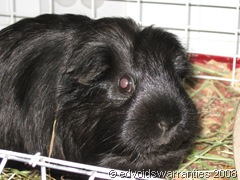 Guinea Pig