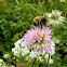 Bumble bee