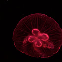 Moon Jelly