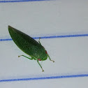 Plant Hopper