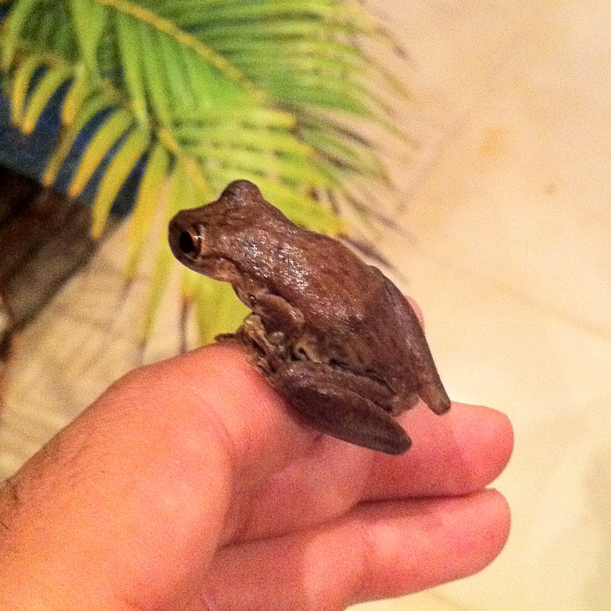 Common Tink Frog