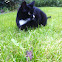 Cat and mouse!