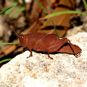 Gumleaf Grasshopper