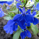 Lobelia