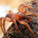 Trapdoor spider