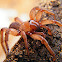Trapdoor spider