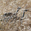 White-bellied Bustard