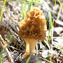 Yellow Morel