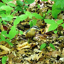 Eurasian Nuthatch
