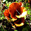 ? Golden funnel