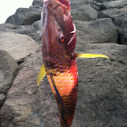 Kumu goatfish