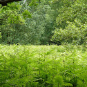 Common bracken
