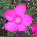 Oleander