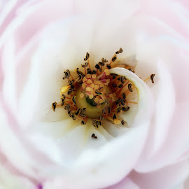 Gentle rose by Nikola Medjugorac - Nature Up Close Flowers ( rose, macro, white, pink )