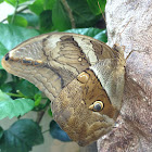 Giant Owl Butterfly