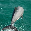 Hectors Dolphin 