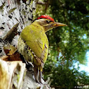 Streak-throated Woodpecker