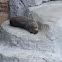 Sea lion
