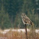 Great Gray Owl