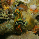 Tambja gabrielae