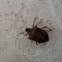 Brown Marmorated Stink Bug