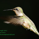 Ruby-throated hummingbird