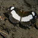 Whitened Crescent
