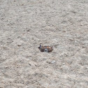 Killdeer